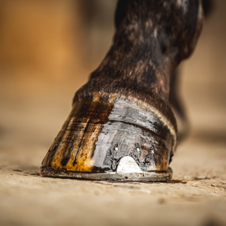 Cornucrescine Tea Tree Hoof Oil